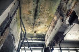 Best Environmental Consulting for Mold Prevention  in San Marino, CA